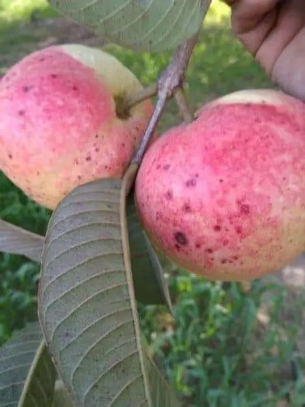 Lalit_Guava__Organic_Ornamental_Plant_For_Home