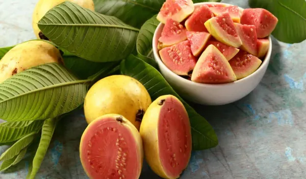 Lalit_Guava__Organic_Ornamental_Plant_For_Home