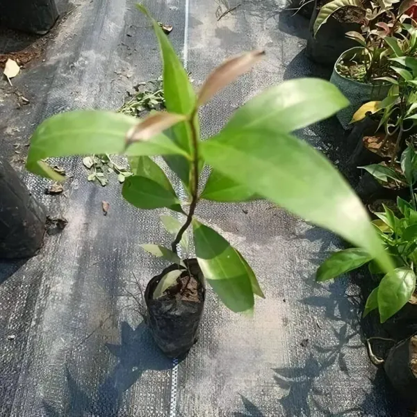 Golap_Jamun__Organic_Ornamental_Plant_For_Home