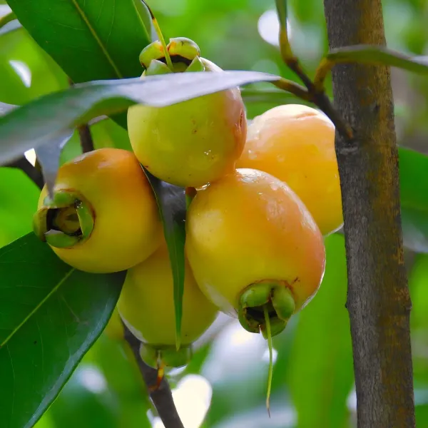 Golap_Jamun__Organic_Ornamental_Plant_For_Home