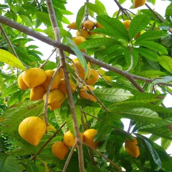 Ornamental_Fruit___Organic_Plant_For_Home