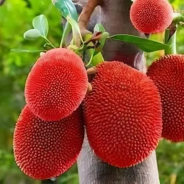 Red_Jackfruit___Organic_Plant_For_Home