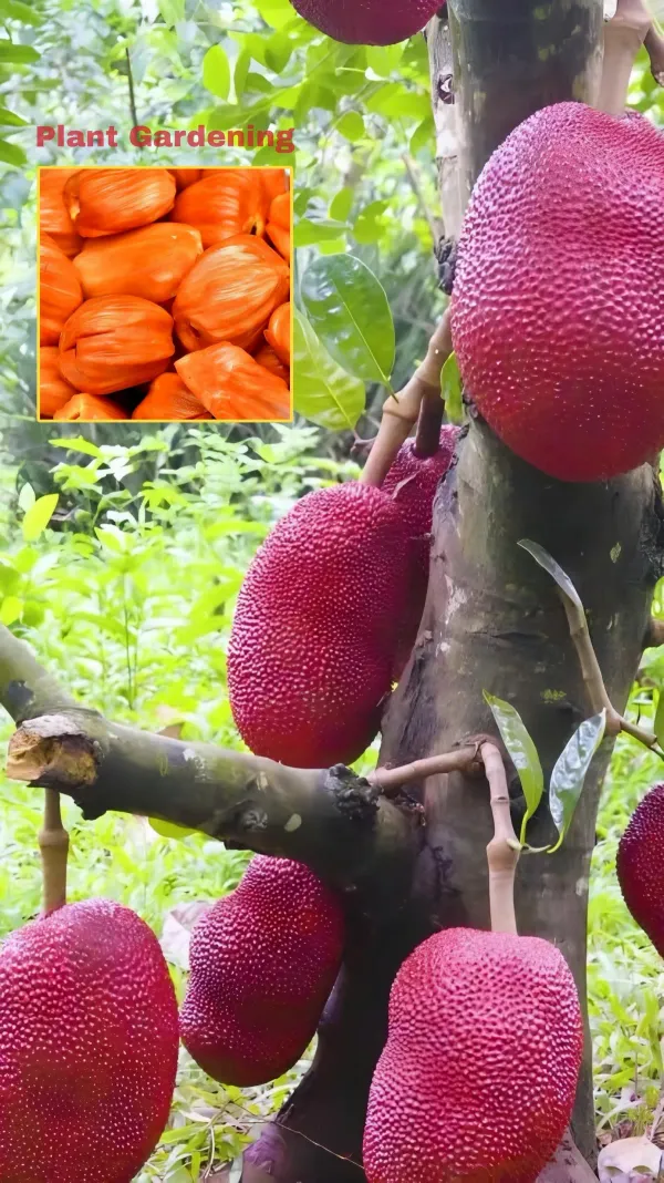 Red_Jackfruit___Organic_Plant_For_Home