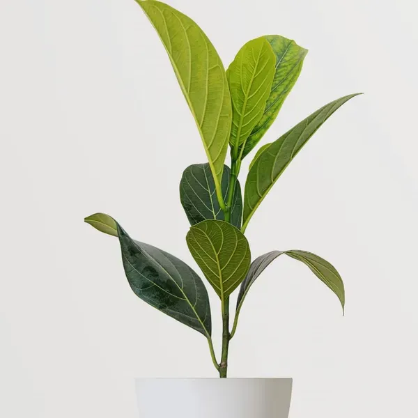 Red_Jackfruit___Organic_Plant_For_Home