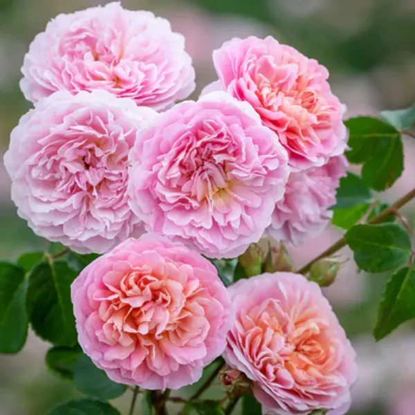 Enghilsh_Rose_Pink_Organic_Plant