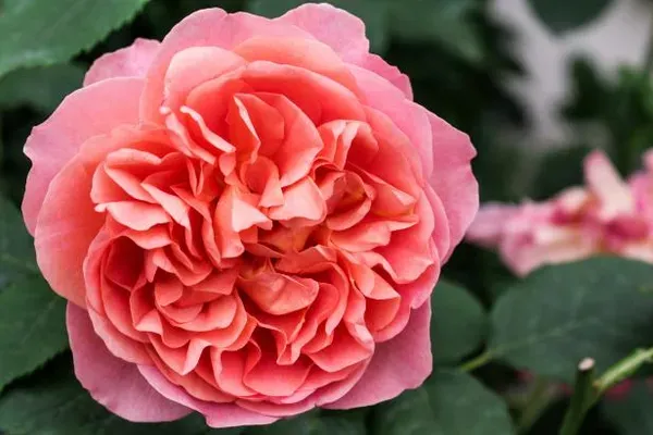 Enghilsh_Rose_Pink_Organic_Plant