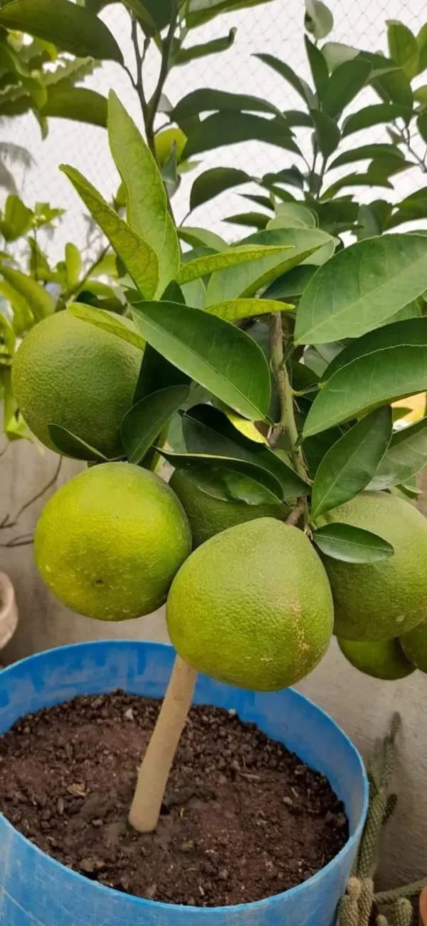 Vietnam_Malta___Organic_Plant_For_Home
