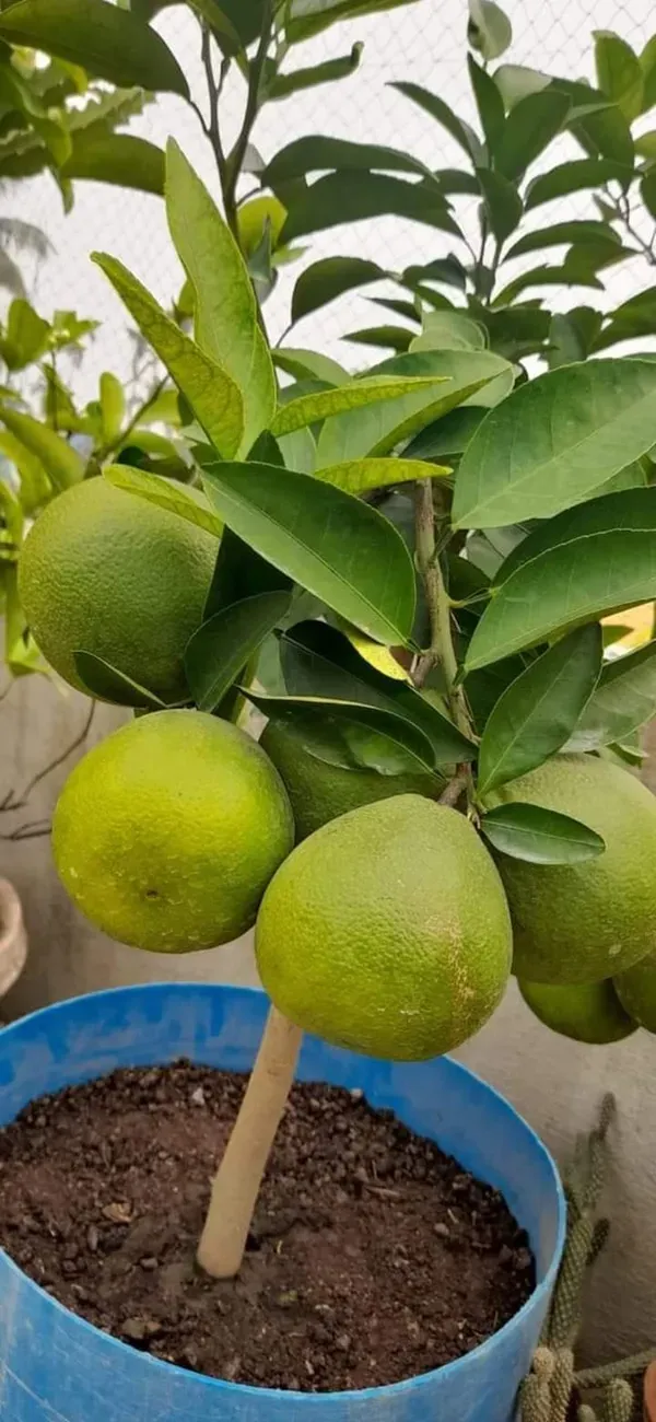 Vietnam_Malta___Organic_Plant_For_Home