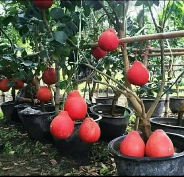 Red_Pamelo_Plant_Organic_Pomelo