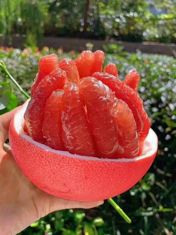 Red_Pamelo_Plant_Organic_Pomelo