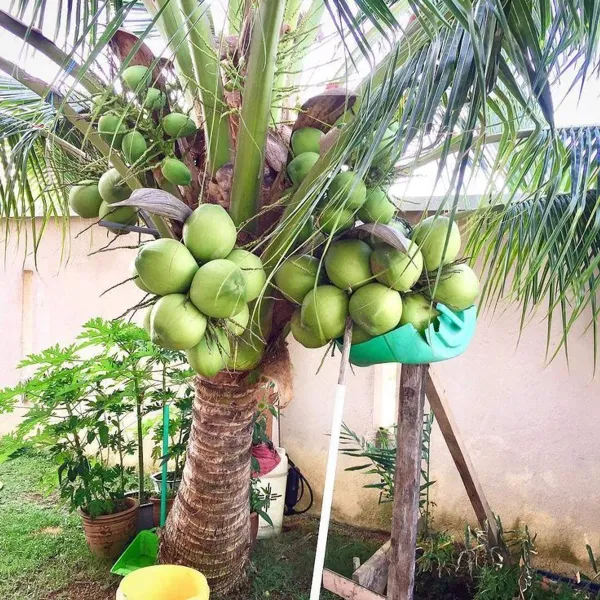 Kalpashree_Coconut_Dwarf_Organic_Plant
