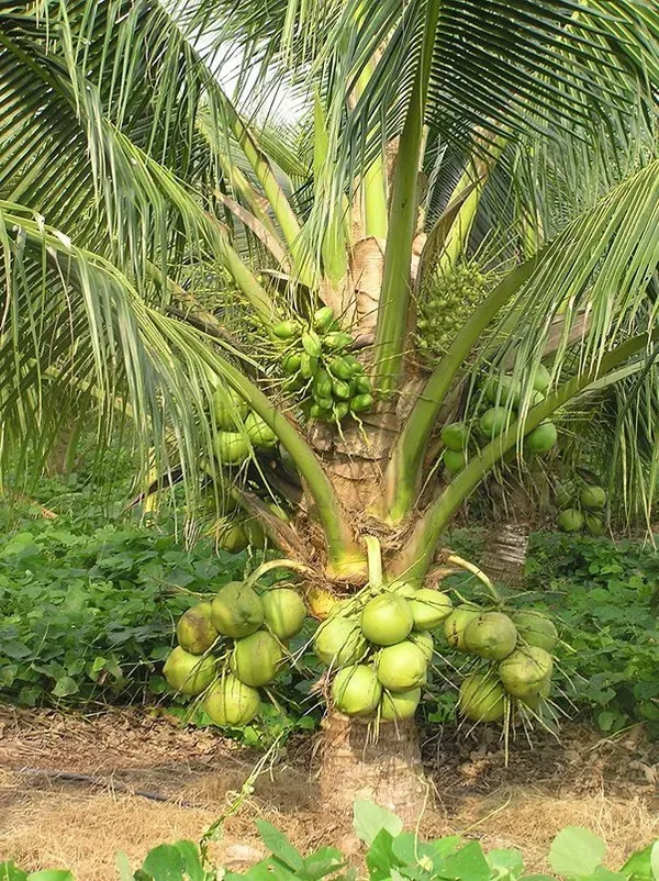 Kalpashree_Coconut_Dwarf_Organic_Plant