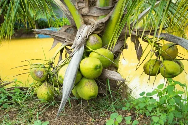 Kalpashree_Coconut_Dwarf_Organic_Plant