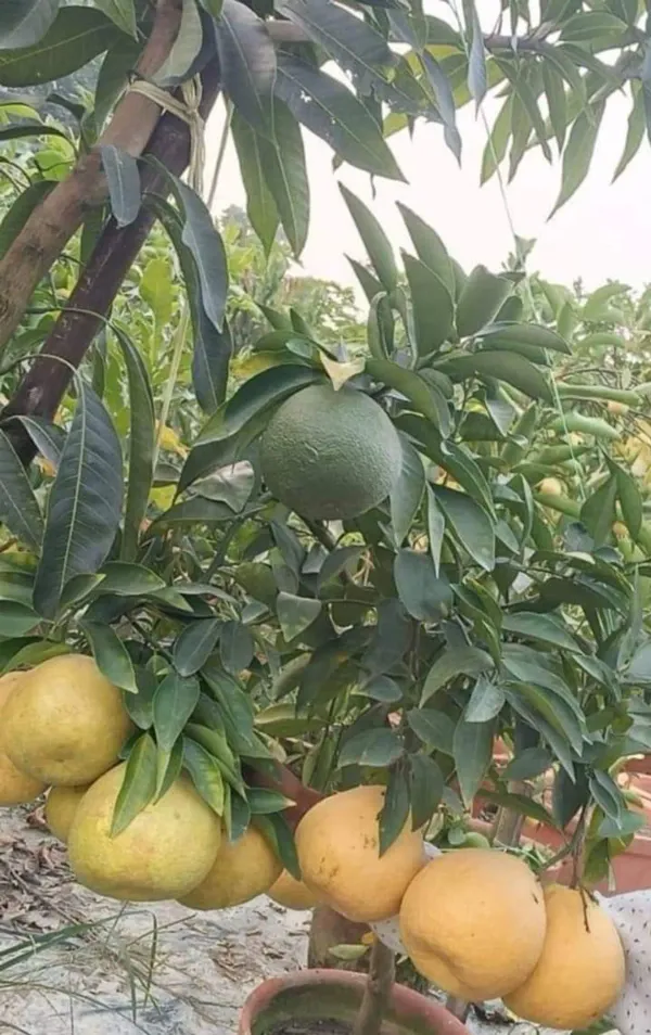 Ornamental_Time_Malta_Plant_Organic