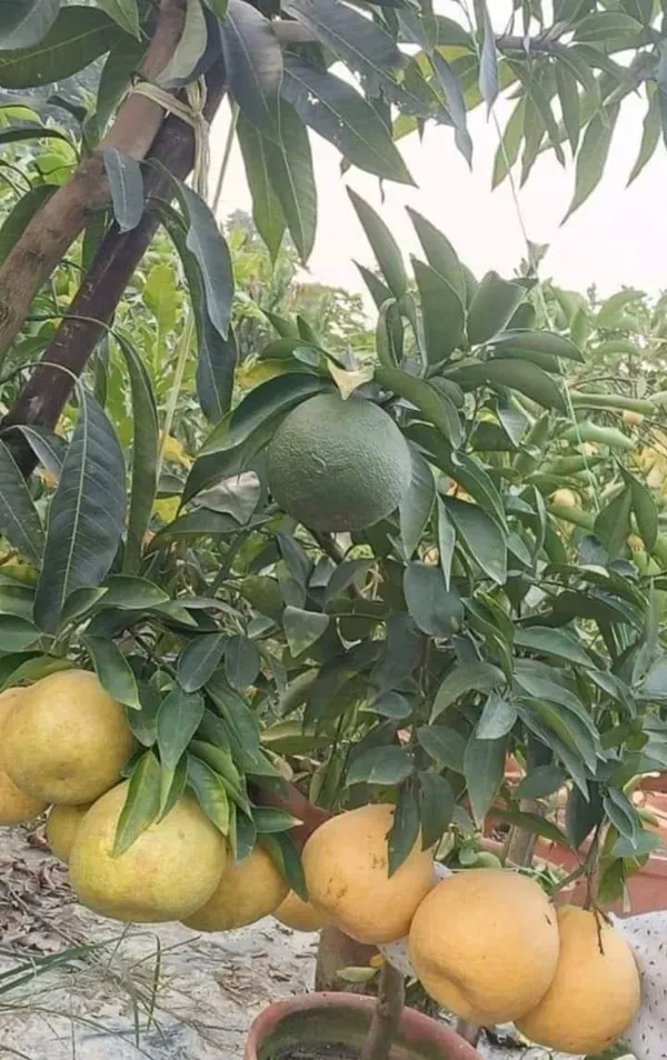 Ornamental_Time_Malta_Plant_Organic