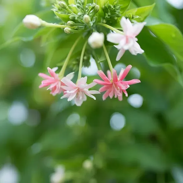 Double_Madhavi_Lata_Organic_Plant