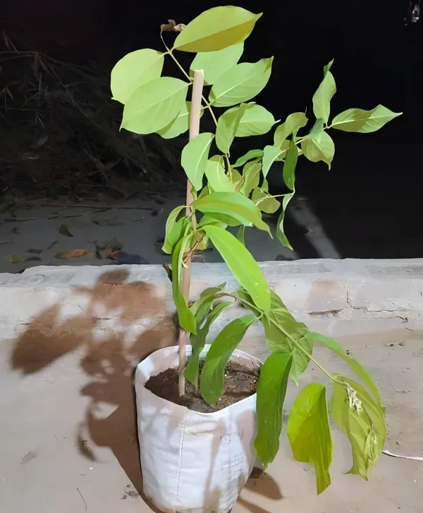 Double_Madhavi_Lata_Organic_Plant