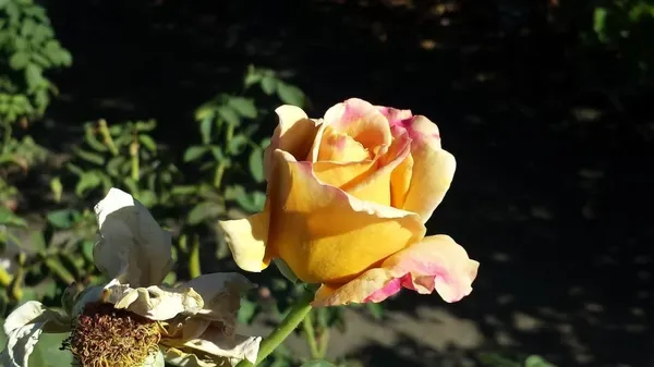 Honey_Dijon_Ornamental_Organic_Plant