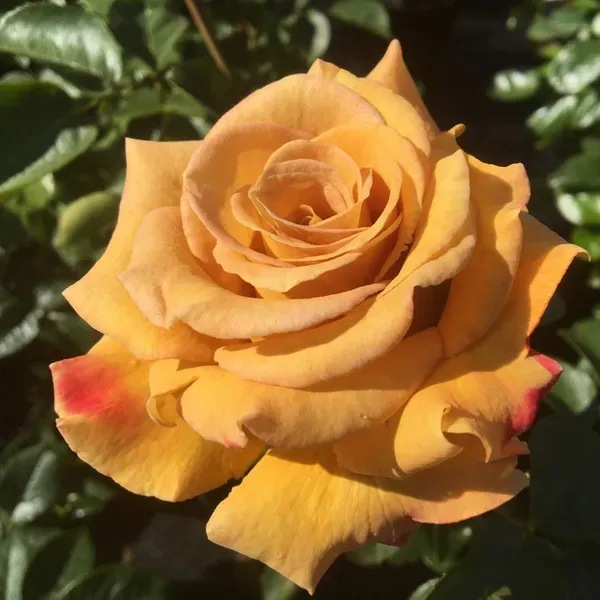 Honey_Dijon_Ornamental_Organic_Plant