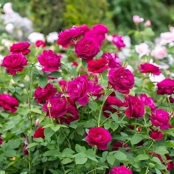 Darcey_Ornamental_Organic_Plant_For_Home