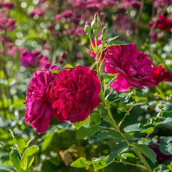 Darcey_Ornamental_Organic_Plant_For_Home