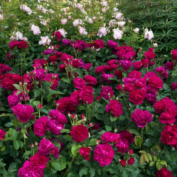 Darcey_Ornamental_Organic_Plant_For_Home