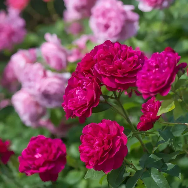 Darcey_Ornamental_Organic_Plant_For_Home
