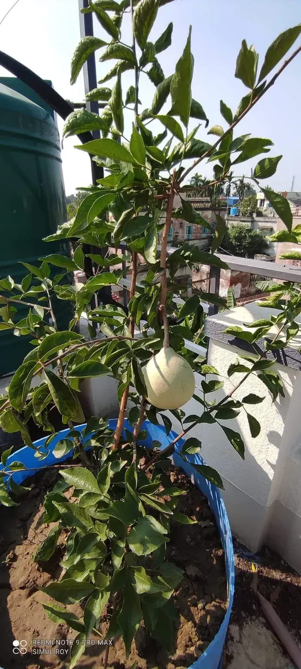Gumless_Bael___Organic_Plant_For_Home