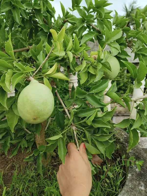 Gumless_Bael___Organic_Plant_For_Home