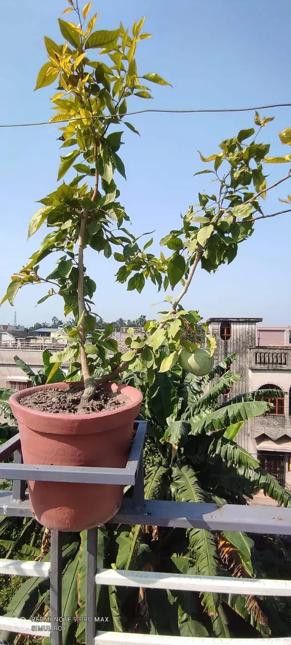 Gumless_Bael___Organic_Plant_For_Home