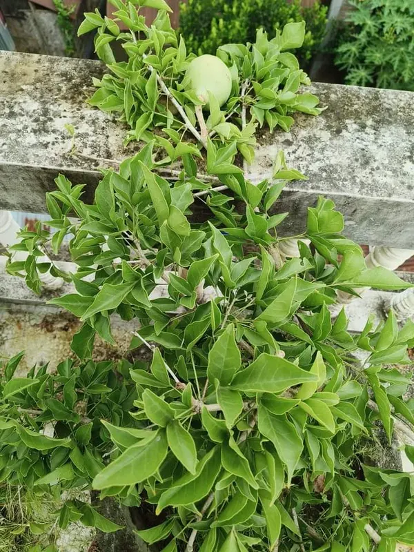 Gumless_Bael___Organic_Plant_For_Home