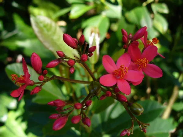 Jatrofa_Red_Organic_Jatropha_Plant