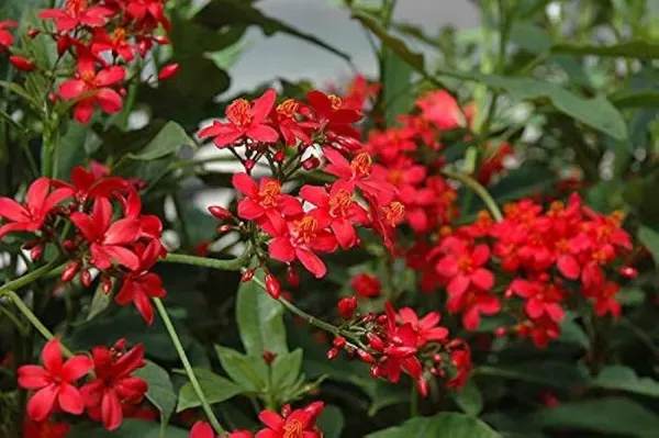 Jatrofa_Red_Organic_Jatropha_Plant