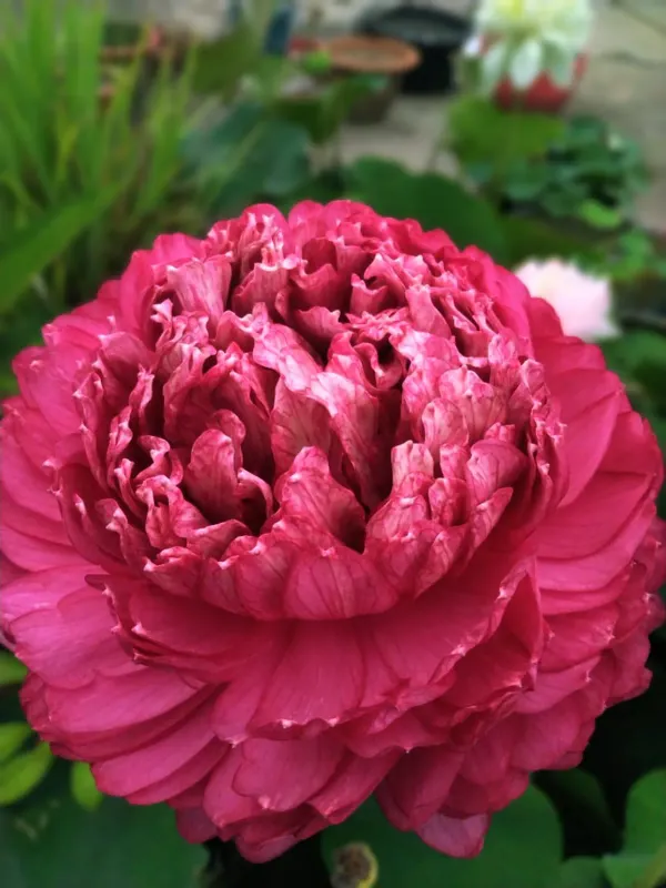 Wadsana_Water_Lotus_Tuber_Organic