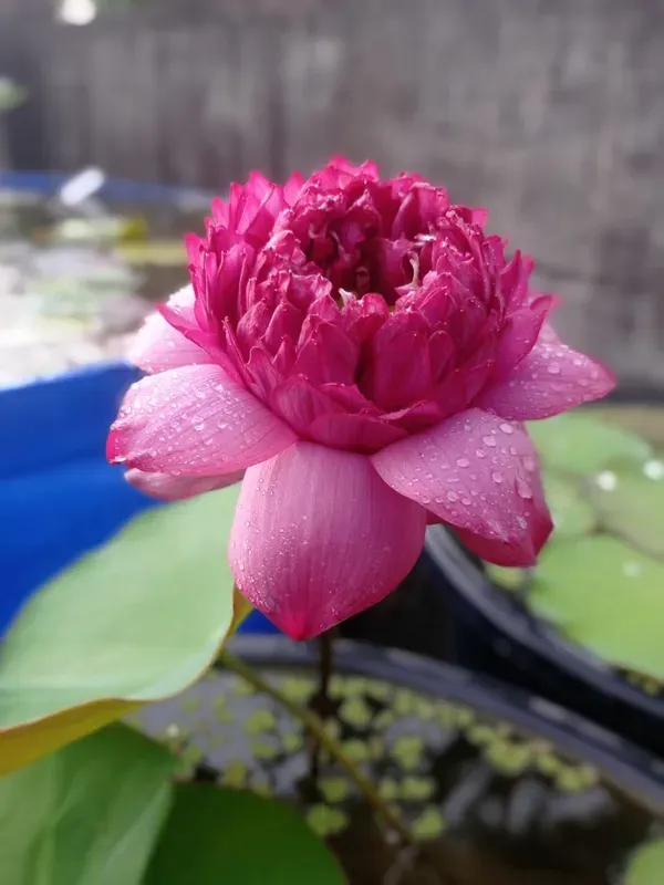Wadsana_Water_Lotus_Tuber_Organic