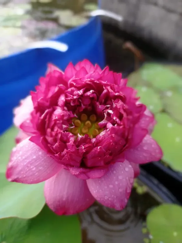 Wadsana_Water_Lotus_Tuber_Organic