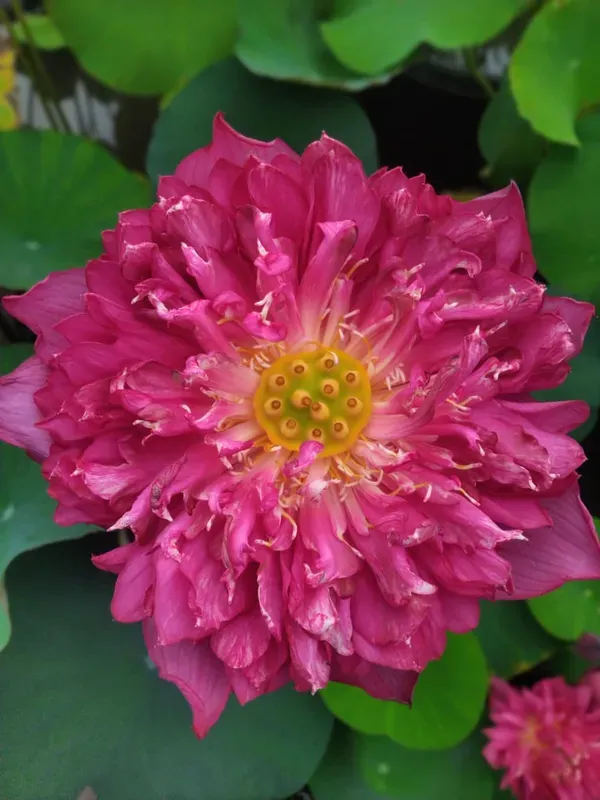 Wadsana_Water_Lotus_Tuber_Organic
