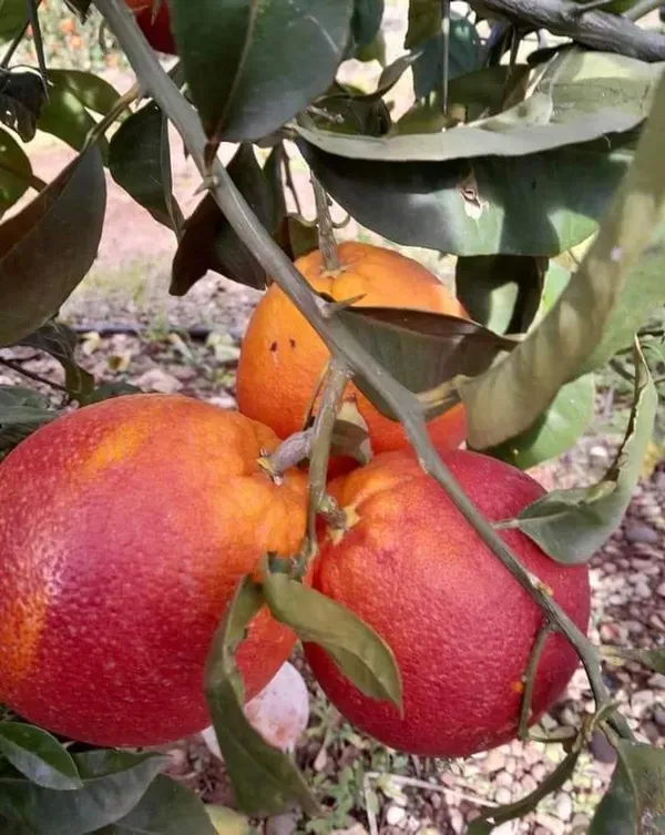 Morocco_Red_Orange_Plant_Organic