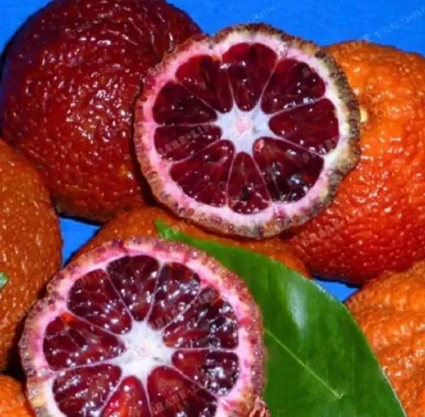Morocco_Red_Orange_Plant_Organic