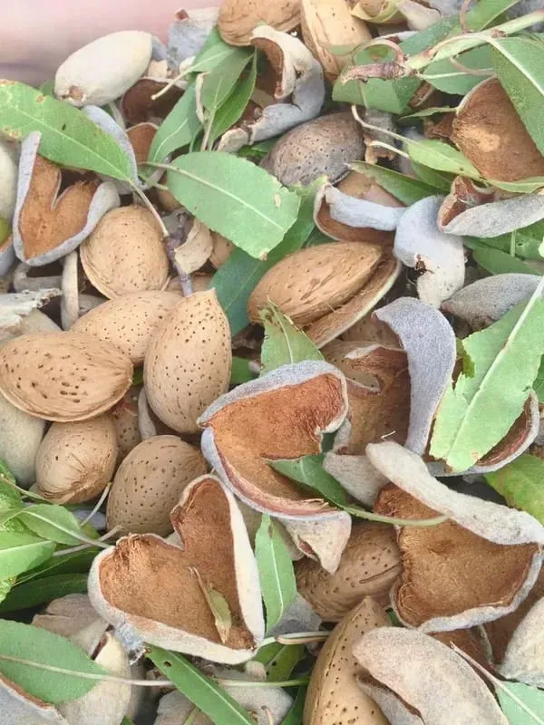 Almonds_Fruit_Plant_Organic_Almond