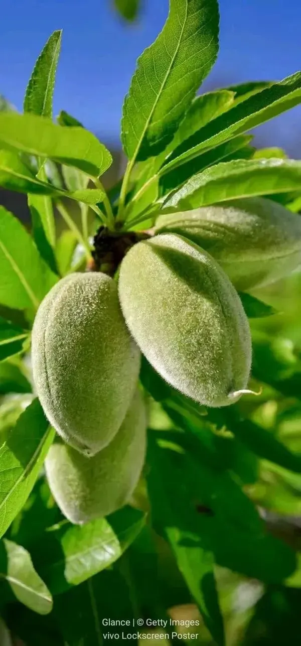 Almonds_Fruit_Plant_Organic_Almond