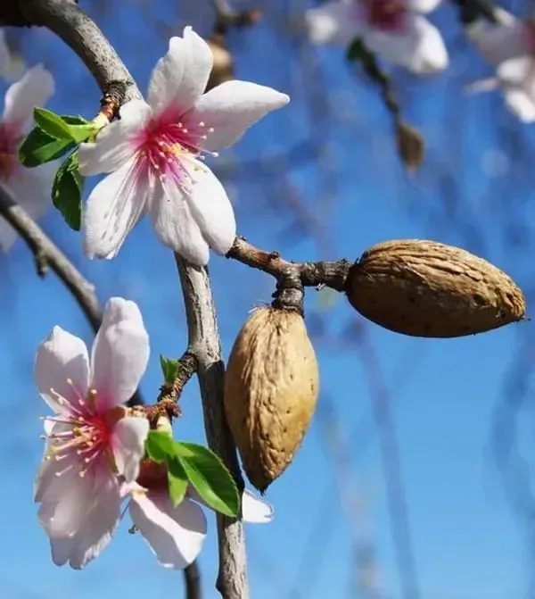 Almonds_Fruit_Plant_Organic_Almond