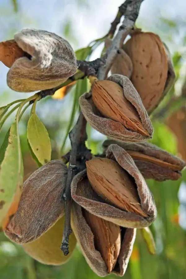 Almonds_Fruit_Plant_Organic_Almond