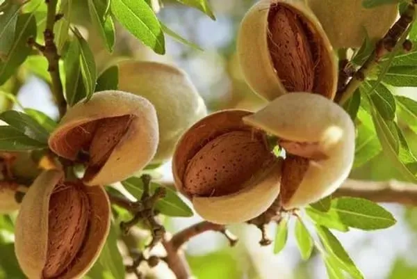 Almonds_Fruit_Plant_Organic_Almond