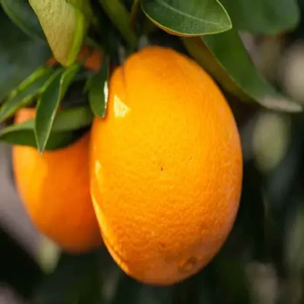 Washington_Navel_Orange_Organic_Plant
