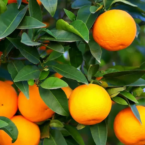 Washington_Navel_Orange_Organic_Plant