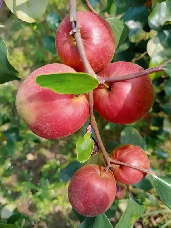 Kashmiri_Apple_Ber_Organic_Plant