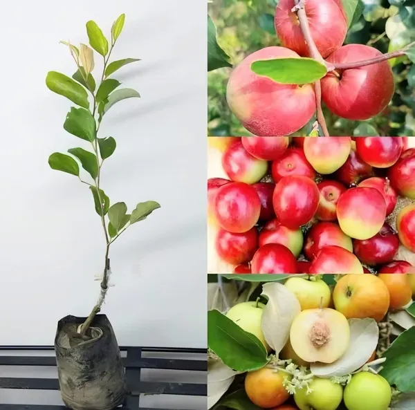Kashmiri_Apple_Ber_Organic_Plant