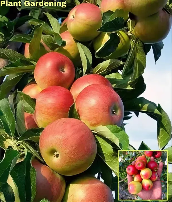 Kashmiri_Apple_Ber_Organic_Plant