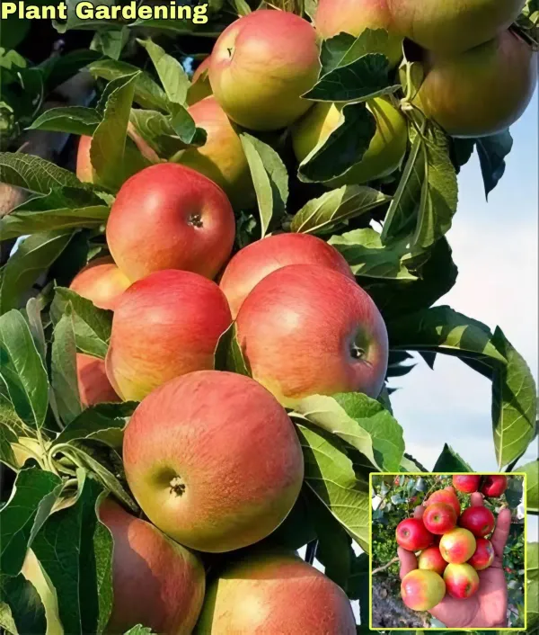 Kashmiri_Apple_Ber_Organic_Plant